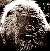 Gigantopithecus